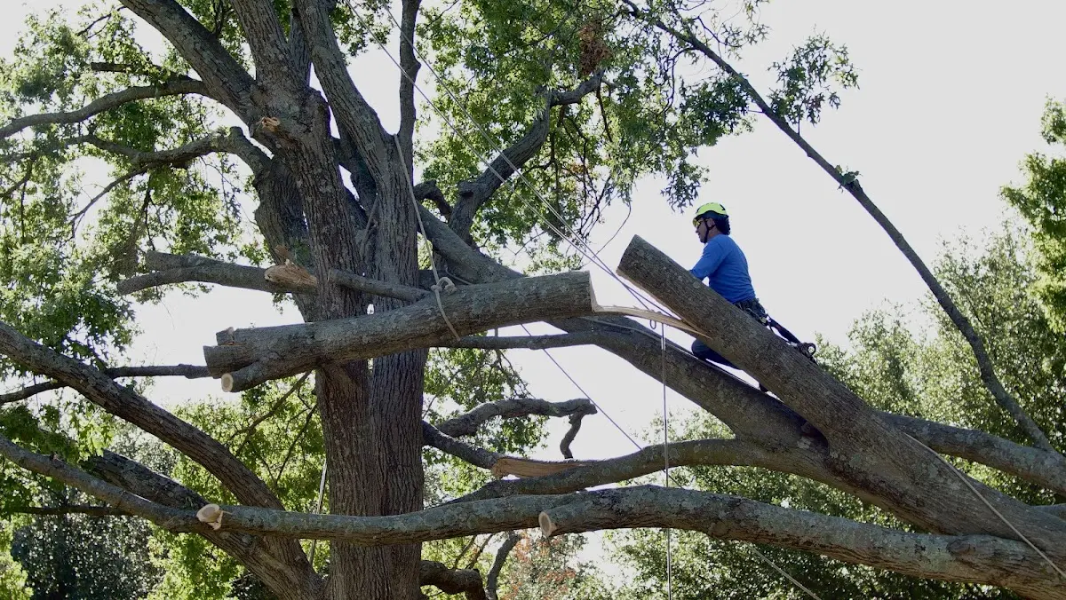 Professional Crown Thinning performed by certified arborists in Shirley